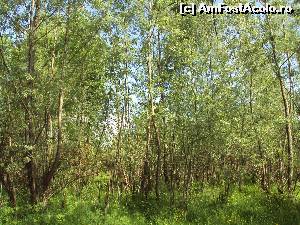 [P47] Pădure tânără în lunca râului Proviţa.  » foto by Carmen Ion
 - 
<span class="allrVoted glyphicon glyphicon-heart hidden" id="av634527"></span>
<a class="m-l-10 hidden" id="sv634527" onclick="voting_Foto_DelVot(,634527,7539)" role="button">șterge vot <span class="glyphicon glyphicon-remove"></span></a>
<a id="v9634527" class=" c-red"  onclick="voting_Foto_SetVot(634527)" role="button"><span class="glyphicon glyphicon-heart-empty"></span> <b>LIKE</b> = Votează poza</a> <img class="hidden"  id="f634527W9" src="/imagini/loader.gif" border="0" /><span class="AjErrMes hidden" id="e634527ErM"></span>