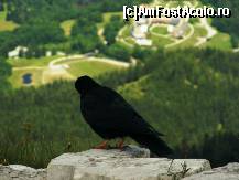 [P05] Vultur privind în vale » foto by makuy*
 - 
<span class="allrVoted glyphicon glyphicon-heart hidden" id="av424216"></span>
<a class="m-l-10 hidden" id="sv424216" onclick="voting_Foto_DelVot(,424216,7573)" role="button">șterge vot <span class="glyphicon glyphicon-remove"></span></a>
<a id="v9424216" class=" c-red"  onclick="voting_Foto_SetVot(424216)" role="button"><span class="glyphicon glyphicon-heart-empty"></span> <b>LIKE</b> = Votează poza</a> <img class="hidden"  id="f424216W9" src="/imagini/loader.gif" border="0" /><span class="AjErrMes hidden" id="e424216ErM"></span>