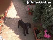[P12] si catelusa noastra s-a simtit extraordinar acolo » foto by skippy
 - 
<span class="allrVoted glyphicon glyphicon-heart hidden" id="av461282"></span>
<a class="m-l-10 hidden" id="sv461282" onclick="voting_Foto_DelVot(,461282,7574)" role="button">șterge vot <span class="glyphicon glyphicon-remove"></span></a>
<a id="v9461282" class=" c-red"  onclick="voting_Foto_SetVot(461282)" role="button"><span class="glyphicon glyphicon-heart-empty"></span> <b>LIKE</b> = Votează poza</a> <img class="hidden"  id="f461282W9" src="/imagini/loader.gif" border="0" /><span class="AjErrMes hidden" id="e461282ErM"></span>