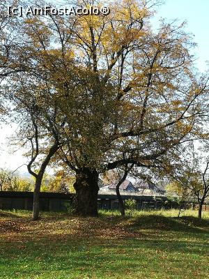 [P13] Biserica Arbore - copacul ce strajuieste fațada de vest a bisericii » foto by Daisy Petal
 - 
<span class="allrVoted glyphicon glyphicon-heart hidden" id="av1162891"></span>
<a class="m-l-10 hidden" id="sv1162891" onclick="voting_Foto_DelVot(,1162891,7580)" role="button">șterge vot <span class="glyphicon glyphicon-remove"></span></a>
<a id="v91162891" class=" c-red"  onclick="voting_Foto_SetVot(1162891)" role="button"><span class="glyphicon glyphicon-heart-empty"></span> <b>LIKE</b> = Votează poza</a> <img class="hidden"  id="f1162891W9" src="/imagini/loader.gif" border="0" /><span class="AjErrMes hidden" id="e1162891ErM"></span>