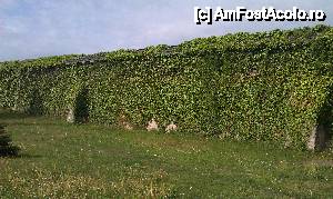 [P12] Zid acoperit de iederă la Mănăstirea Râşca, com. Bogdăneşti, jud. Suceava.  » foto by traian.leuca †
 - 
<span class="allrVoted glyphicon glyphicon-heart hidden" id="av432559"></span>
<a class="m-l-10 hidden" id="sv432559" onclick="voting_Foto_DelVot(,432559,7583)" role="button">șterge vot <span class="glyphicon glyphicon-remove"></span></a>
<a id="v9432559" class=" c-red"  onclick="voting_Foto_SetVot(432559)" role="button"><span class="glyphicon glyphicon-heart-empty"></span> <b>LIKE</b> = Votează poza</a> <img class="hidden"  id="f432559W9" src="/imagini/loader.gif" border="0" /><span class="AjErrMes hidden" id="e432559ErM"></span>