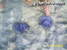 [P24] la vanatoare de meduze » foto by szik173
 - 
<span class="allrVoted glyphicon glyphicon-heart hidden" id="av154879"></span>
<a class="m-l-10 hidden" id="sv154879" onclick="voting_Foto_DelVot(,154879,7618)" role="button">șterge vot <span class="glyphicon glyphicon-remove"></span></a>
<a id="v9154879" class=" c-red"  onclick="voting_Foto_SetVot(154879)" role="button"><span class="glyphicon glyphicon-heart-empty"></span> <b>LIKE</b> = Votează poza</a> <img class="hidden"  id="f154879W9" src="/imagini/loader.gif" border="0" /><span class="AjErrMes hidden" id="e154879ErM"></span>