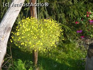 [P36] flori peste tot, d-na Cornelia iubeste florile » foto by Yolanda
 - 
<span class="allrVoted glyphicon glyphicon-heart hidden" id="av1008716"></span>
<a class="m-l-10 hidden" id="sv1008716" onclick="voting_Foto_DelVot(,1008716,7649)" role="button">șterge vot <span class="glyphicon glyphicon-remove"></span></a>
<a id="v91008716" class=" c-red"  onclick="voting_Foto_SetVot(1008716)" role="button"><span class="glyphicon glyphicon-heart-empty"></span> <b>LIKE</b> = Votează poza</a> <img class="hidden"  id="f1008716W9" src="/imagini/loader.gif" border="0" /><span class="AjErrMes hidden" id="e1008716ErM"></span>