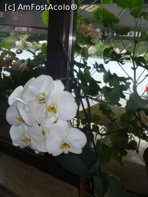 [P43] orhideea e reala, la început am crezut ca este artificiala » foto by Yolanda
 - 
<span class="allrVoted glyphicon glyphicon-heart hidden" id="av1008723"></span>
<a class="m-l-10 hidden" id="sv1008723" onclick="voting_Foto_DelVot(,1008723,7649)" role="button">șterge vot <span class="glyphicon glyphicon-remove"></span></a>
<a id="v91008723" class=" c-red"  onclick="voting_Foto_SetVot(1008723)" role="button"><span class="glyphicon glyphicon-heart-empty"></span> <b>LIKE</b> = Votează poza</a> <img class="hidden"  id="f1008723W9" src="/imagini/loader.gif" border="0" /><span class="AjErrMes hidden" id="e1008723ErM"></span>
