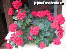 [P12] Pensiunea Onelia - muscata de la geamul nostru. Superba! » foto by vini
 - 
<span class="allrVoted glyphicon glyphicon-heart hidden" id="av145068"></span>
<a class="m-l-10 hidden" id="sv145068" onclick="voting_Foto_DelVot(,145068,7649)" role="button">șterge vot <span class="glyphicon glyphicon-remove"></span></a>
<a id="v9145068" class=" c-red"  onclick="voting_Foto_SetVot(145068)" role="button"><span class="glyphicon glyphicon-heart-empty"></span> <b>LIKE</b> = Votează poza</a> <img class="hidden"  id="f145068W9" src="/imagini/loader.gif" border="0" /><span class="AjErrMes hidden" id="e145068ErM"></span>