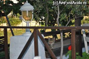 [P09] Una din pisicile de la Green Frog. Ai toate sansele sa te sperie cu o labuta pe picior in timp ce mananci.  » foto by Gabise
 - 
<span class="allrVoted glyphicon glyphicon-heart hidden" id="av529873"></span>
<a class="m-l-10 hidden" id="sv529873" onclick="voting_Foto_DelVot(,529873,7733)" role="button">șterge vot <span class="glyphicon glyphicon-remove"></span></a>
<a id="v9529873" class=" c-red"  onclick="voting_Foto_SetVot(529873)" role="button"><span class="glyphicon glyphicon-heart-empty"></span> <b>LIKE</b> = Votează poza</a> <img class="hidden"  id="f529873W9" src="/imagini/loader.gif" border="0" /><span class="AjErrMes hidden" id="e529873ErM"></span>