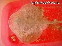 [P06] Pui de pisica de mare,prinsa cu mana pe fundul marii aproape de mal.Super senzatie!!!!!!!! » foto by luc_bv
 - 
<span class="allrVoted glyphicon glyphicon-heart hidden" id="av222476"></span>
<a class="m-l-10 hidden" id="sv222476" onclick="voting_Foto_DelVot(,222476,7822)" role="button">șterge vot <span class="glyphicon glyphicon-remove"></span></a>
<a id="v9222476" class=" c-red"  onclick="voting_Foto_SetVot(222476)" role="button"><span class="glyphicon glyphicon-heart-empty"></span> <b>LIKE</b> = Votează poza</a> <img class="hidden"  id="f222476W9" src="/imagini/loader.gif" border="0" /><span class="AjErrMes hidden" id="e222476ErM"></span>
