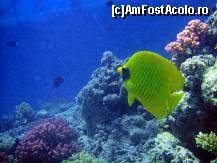 [P18] poza facuta la ponton ; acesta este un butterfly fish » foto by basaku
 - 
<span class="allrVoted glyphicon glyphicon-heart hidden" id="av161505"></span>
<a class="m-l-10 hidden" id="sv161505" onclick="voting_Foto_DelVot(,161505,7832)" role="button">șterge vot <span class="glyphicon glyphicon-remove"></span></a>
<a id="v9161505" class=" c-red"  onclick="voting_Foto_SetVot(161505)" role="button"><span class="glyphicon glyphicon-heart-empty"></span> <b>LIKE</b> = Votează poza</a> <img class="hidden"  id="f161505W9" src="/imagini/loader.gif" border="0" /><span class="AjErrMes hidden" id="e161505ErM"></span>