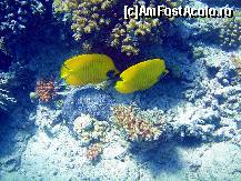 [P20]  -- <small>// FĂRĂ DESCRIERE</small> » foto by basaku
 - 
<span class="allrVoted glyphicon glyphicon-heart hidden" id="av161507"></span>
<a class="m-l-10 hidden" id="sv161507" onclick="voting_Foto_DelVot(,161507,7832)" role="button">șterge vot <span class="glyphicon glyphicon-remove"></span></a>
<a id="v9161507" class=" c-red"  onclick="voting_Foto_SetVot(161507)" role="button"><span class="glyphicon glyphicon-heart-empty"></span> <b>LIKE</b> = Votează poza</a> <img class="hidden"  id="f161507W9" src="/imagini/loader.gif" border="0" /><span class="AjErrMes hidden" id="e161507ErM"></span>