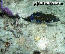 [P21] grija mare la mersul prin apa fara incaltari. Pot fi arici de mare bagati in nisip.... » foto by basaku
 - 
<span class="allrVoted glyphicon glyphicon-heart hidden" id="av161508"></span>
<a class="m-l-10 hidden" id="sv161508" onclick="voting_Foto_DelVot(,161508,7832)" role="button">șterge vot <span class="glyphicon glyphicon-remove"></span></a>
<a id="v9161508" class=" c-red"  onclick="voting_Foto_SetVot(161508)" role="button"><span class="glyphicon glyphicon-heart-empty"></span> <b>LIKE</b> = Votează poza</a> <img class="hidden"  id="f161508W9" src="/imagini/loader.gif" border="0" /><span class="AjErrMes hidden" id="e161508ErM"></span>