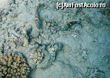 [P23] caracatita incoltita de 2 pesti; toate pozele cu pesti au fost facute la ponton » foto by basaku
 - 
<span class="allrVoted glyphicon glyphicon-heart hidden" id="av161510"></span>
<a class="m-l-10 hidden" id="sv161510" onclick="voting_Foto_DelVot(,161510,7832)" role="button">șterge vot <span class="glyphicon glyphicon-remove"></span></a>
<a id="v9161510" class=" c-red"  onclick="voting_Foto_SetVot(161510)" role="button"><span class="glyphicon glyphicon-heart-empty"></span> <b>LIKE</b> = Votează poza</a> <img class="hidden"  id="f161510W9" src="/imagini/loader.gif" border="0" /><span class="AjErrMes hidden" id="e161510ErM"></span>