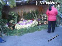 [P11] expozitie de flori » foto by dannek
 - 
<span class="allrVoted glyphicon glyphicon-heart hidden" id="av153988"></span>
<a class="m-l-10 hidden" id="sv153988" onclick="voting_Foto_DelVot(,153988,7833)" role="button">șterge vot <span class="glyphicon glyphicon-remove"></span></a>
<a id="v9153988" class=" c-red"  onclick="voting_Foto_SetVot(153988)" role="button"><span class="glyphicon glyphicon-heart-empty"></span> <b>LIKE</b> = Votează poza</a> <img class="hidden"  id="f153988W9" src="/imagini/loader.gif" border="0" /><span class="AjErrMes hidden" id="e153988ErM"></span>