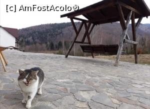 [P26] M&acirc;ță din Lisa » foto by Mioritik
 - 
<span class="allrVoted glyphicon glyphicon-heart hidden" id="av1264322"></span>
<a class="m-l-10 hidden" id="sv1264322" onclick="voting_Foto_DelVot(,1264322,7879)" role="button">șterge vot <span class="glyphicon glyphicon-remove"></span></a>
<a id="v91264322" class=" c-red"  onclick="voting_Foto_SetVot(1264322)" role="button"><span class="glyphicon glyphicon-heart-empty"></span> <b>LIKE</b> = Votează poza</a> <img class="hidden"  id="f1264322W9" src="/imagini/loader.gif" border="0" /><span class="AjErrMes hidden" id="e1264322ErM"></span>