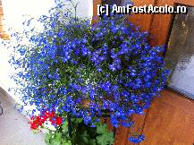 [P51] flori din curtea manastirii » foto by guesswhoo*
 - 
<span class="allrVoted glyphicon glyphicon-heart hidden" id="av240121"></span>
<a class="m-l-10 hidden" id="sv240121" onclick="voting_Foto_DelVot(,240121,7879)" role="button">șterge vot <span class="glyphicon glyphicon-remove"></span></a>
<a id="v9240121" class=" c-red"  onclick="voting_Foto_SetVot(240121)" role="button"><span class="glyphicon glyphicon-heart-empty"></span> <b>LIKE</b> = Votează poza</a> <img class="hidden"  id="f240121W9" src="/imagini/loader.gif" border="0" /><span class="AjErrMes hidden" id="e240121ErM"></span>