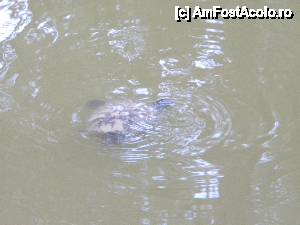 [P23] broasca 2 din lacul cu dar fara lebada » foto by zumba
 - 
<span class="allrVoted glyphicon glyphicon-heart hidden" id="av430423"></span>
<a class="m-l-10 hidden" id="sv430423" onclick="voting_Foto_DelVot(,430423,7889)" role="button">șterge vot <span class="glyphicon glyphicon-remove"></span></a>
<a id="v9430423" class=" c-red"  onclick="voting_Foto_SetVot(430423)" role="button"><span class="glyphicon glyphicon-heart-empty"></span> <b>LIKE</b> = Votează poza</a> <img class="hidden"  id="f430423W9" src="/imagini/loader.gif" border="0" /><span class="AjErrMes hidden" id="e430423ErM"></span>