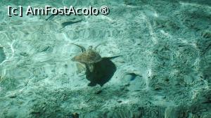 [P16] Am avut norocul să vedem și multe țestoase » foto by elenaadina
 - 
<span class="allrVoted glyphicon glyphicon-heart hidden" id="av1524042"></span>
<a class="m-l-10 hidden" id="sv1524042" onclick="voting_Foto_DelVot(,1524042,7942)" role="button">șterge vot <span class="glyphicon glyphicon-remove"></span></a>
<a id="v91524042" class=" c-red"  onclick="voting_Foto_SetVot(1524042)" role="button"><span class="glyphicon glyphicon-heart-empty"></span> <b>LIKE</b> = Votează poza</a> <img class="hidden"  id="f1524042W9" src="/imagini/loader.gif" border="0" /><span class="AjErrMes hidden" id="e1524042ErM"></span>