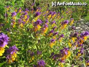 [P02] Plante bicolore.  » foto by tata123 🔱
 - 
<span class="allrVoted glyphicon glyphicon-heart hidden" id="av606544"></span>
<a class="m-l-10 hidden" id="sv606544" onclick="voting_Foto_DelVot(,606544,7948)" role="button">șterge vot <span class="glyphicon glyphicon-remove"></span></a>
<a id="v9606544" class=" c-red"  onclick="voting_Foto_SetVot(606544)" role="button"><span class="glyphicon glyphicon-heart-empty"></span> <b>LIKE</b> = Votează poza</a> <img class="hidden"  id="f606544W9" src="/imagini/loader.gif" border="0" /><span class="AjErrMes hidden" id="e606544ErM"></span>