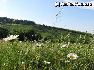 [P03] Câmp de flori...  » foto by tata123 🔱
 - 
<span class="allrVoted glyphicon glyphicon-heart hidden" id="av606545"></span>
<a class="m-l-10 hidden" id="sv606545" onclick="voting_Foto_DelVot(,606545,7948)" role="button">șterge vot <span class="glyphicon glyphicon-remove"></span></a>
<a id="v9606545" class=" c-red"  onclick="voting_Foto_SetVot(606545)" role="button"><span class="glyphicon glyphicon-heart-empty"></span> <b>LIKE</b> = Votează poza</a> <img class="hidden"  id="f606545W9" src="/imagini/loader.gif" border="0" /><span class="AjErrMes hidden" id="e606545ErM"></span>