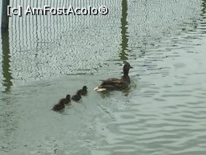[P10] Rățușca cu bobocii, se plimbau pe lac » foto by ANILU
 - 
<span class="allrVoted glyphicon glyphicon-heart hidden" id="av1068047"></span>
<a class="m-l-10 hidden" id="sv1068047" onclick="voting_Foto_DelVot(,1068047,8050)" role="button">șterge vot <span class="glyphicon glyphicon-remove"></span></a>
<a id="v91068047" class=" c-red"  onclick="voting_Foto_SetVot(1068047)" role="button"><span class="glyphicon glyphicon-heart-empty"></span> <b>LIKE</b> = Votează poza</a> <img class="hidden"  id="f1068047W9" src="/imagini/loader.gif" border="0" /><span class="AjErrMes hidden" id="e1068047ErM"></span>