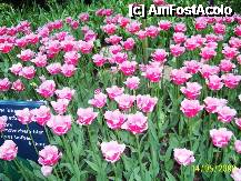 [P11] Olanda - Parcul Keukenhof » foto by popescu.borsa*
 - 
<span class="allrVoted glyphicon glyphicon-heart hidden" id="av195023"></span>
<a class="m-l-10 hidden" id="sv195023" onclick="voting_Foto_DelVot(,195023,8128)" role="button">șterge vot <span class="glyphicon glyphicon-remove"></span></a>
<a id="v9195023" class=" c-red"  onclick="voting_Foto_SetVot(195023)" role="button"><span class="glyphicon glyphicon-heart-empty"></span> <b>LIKE</b> = Votează poza</a> <img class="hidden"  id="f195023W9" src="/imagini/loader.gif" border="0" /><span class="AjErrMes hidden" id="e195023ErM"></span>
