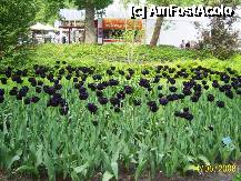 [P15] Olanda - Parcul Keukenhof » foto by popescu.borsa*
 - 
<span class="allrVoted glyphicon glyphicon-heart hidden" id="av195027"></span>
<a class="m-l-10 hidden" id="sv195027" onclick="voting_Foto_DelVot(,195027,8128)" role="button">șterge vot <span class="glyphicon glyphicon-remove"></span></a>
<a id="v9195027" class=" c-red"  onclick="voting_Foto_SetVot(195027)" role="button"><span class="glyphicon glyphicon-heart-empty"></span> <b>LIKE</b> = Votează poza</a> <img class="hidden"  id="f195027W9" src="/imagini/loader.gif" border="0" /><span class="AjErrMes hidden" id="e195027ErM"></span>