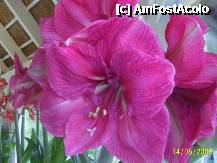 [P19] Olanda - Parcul Keukenhof » foto by popescu.borsa*
 - 
<span class="allrVoted glyphicon glyphicon-heart hidden" id="av195031"></span>
<a class="m-l-10 hidden" id="sv195031" onclick="voting_Foto_DelVot(,195031,8128)" role="button">șterge vot <span class="glyphicon glyphicon-remove"></span></a>
<a id="v9195031" class=" c-red"  onclick="voting_Foto_SetVot(195031)" role="button"><span class="glyphicon glyphicon-heart-empty"></span> <b>LIKE</b> = Votează poza</a> <img class="hidden"  id="f195031W9" src="/imagini/loader.gif" border="0" /><span class="AjErrMes hidden" id="e195031ErM"></span>