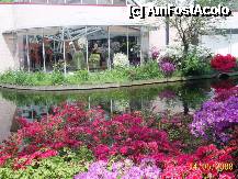 [P22] Olanda - Parcul Keukenhof » foto by popescu.borsa*
 - 
<span class="allrVoted glyphicon glyphicon-heart hidden" id="av195034"></span>
<a class="m-l-10 hidden" id="sv195034" onclick="voting_Foto_DelVot(,195034,8128)" role="button">șterge vot <span class="glyphicon glyphicon-remove"></span></a>
<a id="v9195034" class=" c-red"  onclick="voting_Foto_SetVot(195034)" role="button"><span class="glyphicon glyphicon-heart-empty"></span> <b>LIKE</b> = Votează poza</a> <img class="hidden"  id="f195034W9" src="/imagini/loader.gif" border="0" /><span class="AjErrMes hidden" id="e195034ErM"></span>