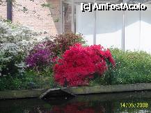 [P23] Olanda - Parcul Keukenhof » foto by popescu.borsa*
 - 
<span class="allrVoted glyphicon glyphicon-heart hidden" id="av195035"></span>
<a class="m-l-10 hidden" id="sv195035" onclick="voting_Foto_DelVot(,195035,8128)" role="button">șterge vot <span class="glyphicon glyphicon-remove"></span></a>
<a id="v9195035" class=" c-red"  onclick="voting_Foto_SetVot(195035)" role="button"><span class="glyphicon glyphicon-heart-empty"></span> <b>LIKE</b> = Votează poza</a> <img class="hidden"  id="f195035W9" src="/imagini/loader.gif" border="0" /><span class="AjErrMes hidden" id="e195035ErM"></span>