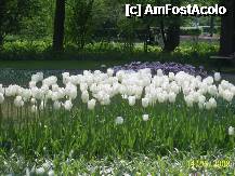 [P25] Olanda - Parcul Keukenhof » foto by popescu.borsa*
 - 
<span class="allrVoted glyphicon glyphicon-heart hidden" id="av195037"></span>
<a class="m-l-10 hidden" id="sv195037" onclick="voting_Foto_DelVot(,195037,8128)" role="button">șterge vot <span class="glyphicon glyphicon-remove"></span></a>
<a id="v9195037" class=" c-red"  onclick="voting_Foto_SetVot(195037)" role="button"><span class="glyphicon glyphicon-heart-empty"></span> <b>LIKE</b> = Votează poza</a> <img class="hidden"  id="f195037W9" src="/imagini/loader.gif" border="0" /><span class="AjErrMes hidden" id="e195037ErM"></span>