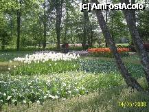 [P26] Olanda - Parcul Keukenhof » foto by popescu.borsa*
 - 
<span class="allrVoted glyphicon glyphicon-heart hidden" id="av195038"></span>
<a class="m-l-10 hidden" id="sv195038" onclick="voting_Foto_DelVot(,195038,8128)" role="button">șterge vot <span class="glyphicon glyphicon-remove"></span></a>
<a id="v9195038" class=" c-red"  onclick="voting_Foto_SetVot(195038)" role="button"><span class="glyphicon glyphicon-heart-empty"></span> <b>LIKE</b> = Votează poza</a> <img class="hidden"  id="f195038W9" src="/imagini/loader.gif" border="0" /><span class="AjErrMes hidden" id="e195038ErM"></span>