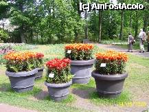 [P29] Olanda - Parcul Keukenhof » foto by popescu.borsa*
 - 
<span class="allrVoted glyphicon glyphicon-heart hidden" id="av195041"></span>
<a class="m-l-10 hidden" id="sv195041" onclick="voting_Foto_DelVot(,195041,8128)" role="button">șterge vot <span class="glyphicon glyphicon-remove"></span></a>
<a id="v9195041" class=" c-red"  onclick="voting_Foto_SetVot(195041)" role="button"><span class="glyphicon glyphicon-heart-empty"></span> <b>LIKE</b> = Votează poza</a> <img class="hidden"  id="f195041W9" src="/imagini/loader.gif" border="0" /><span class="AjErrMes hidden" id="e195041ErM"></span>