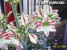 [P33] Olanda - Parcul Keukenhof » foto by popescu.borsa*
 - 
<span class="allrVoted glyphicon glyphicon-heart hidden" id="av195045"></span>
<a class="m-l-10 hidden" id="sv195045" onclick="voting_Foto_DelVot(,195045,8128)" role="button">șterge vot <span class="glyphicon glyphicon-remove"></span></a>
<a id="v9195045" class=" c-red"  onclick="voting_Foto_SetVot(195045)" role="button"><span class="glyphicon glyphicon-heart-empty"></span> <b>LIKE</b> = Votează poza</a> <img class="hidden"  id="f195045W9" src="/imagini/loader.gif" border="0" /><span class="AjErrMes hidden" id="e195045ErM"></span>