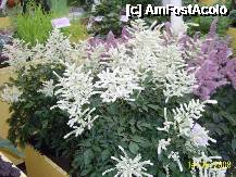 [P34] Olanda - Parcul Keukenhof » foto by popescu.borsa*
 - 
<span class="allrVoted glyphicon glyphicon-heart hidden" id="av195046"></span>
<a class="m-l-10 hidden" id="sv195046" onclick="voting_Foto_DelVot(,195046,8128)" role="button">șterge vot <span class="glyphicon glyphicon-remove"></span></a>
<a id="v9195046" class=" c-red"  onclick="voting_Foto_SetVot(195046)" role="button"><span class="glyphicon glyphicon-heart-empty"></span> <b>LIKE</b> = Votează poza</a> <img class="hidden"  id="f195046W9" src="/imagini/loader.gif" border="0" /><span class="AjErrMes hidden" id="e195046ErM"></span>