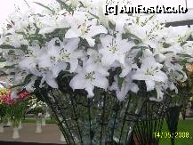 [P37] Olanda - Parcul Keukenhof » foto by popescu.borsa*
 - 
<span class="allrVoted glyphicon glyphicon-heart hidden" id="av195049"></span>
<a class="m-l-10 hidden" id="sv195049" onclick="voting_Foto_DelVot(,195049,8128)" role="button">șterge vot <span class="glyphicon glyphicon-remove"></span></a>
<a id="v9195049" class=" c-red"  onclick="voting_Foto_SetVot(195049)" role="button"><span class="glyphicon glyphicon-heart-empty"></span> <b>LIKE</b> = Votează poza</a> <img class="hidden"  id="f195049W9" src="/imagini/loader.gif" border="0" /><span class="AjErrMes hidden" id="e195049ErM"></span>