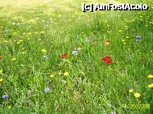 [P40] Olanda - Parcul Keukenhof » foto by popescu.borsa*
 - 
<span class="allrVoted glyphicon glyphicon-heart hidden" id="av195052"></span>
<a class="m-l-10 hidden" id="sv195052" onclick="voting_Foto_DelVot(,195052,8128)" role="button">șterge vot <span class="glyphicon glyphicon-remove"></span></a>
<a id="v9195052" class=" c-red"  onclick="voting_Foto_SetVot(195052)" role="button"><span class="glyphicon glyphicon-heart-empty"></span> <b>LIKE</b> = Votează poza</a> <img class="hidden"  id="f195052W9" src="/imagini/loader.gif" border="0" /><span class="AjErrMes hidden" id="e195052ErM"></span>