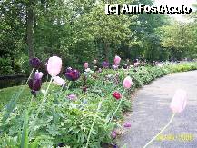 [P42] Olanda - Parcul Keukenhof » foto by popescu.borsa*
 - 
<span class="allrVoted glyphicon glyphicon-heart hidden" id="av195054"></span>
<a class="m-l-10 hidden" id="sv195054" onclick="voting_Foto_DelVot(,195054,8128)" role="button">șterge vot <span class="glyphicon glyphicon-remove"></span></a>
<a id="v9195054" class=" c-red"  onclick="voting_Foto_SetVot(195054)" role="button"><span class="glyphicon glyphicon-heart-empty"></span> <b>LIKE</b> = Votează poza</a> <img class="hidden"  id="f195054W9" src="/imagini/loader.gif" border="0" /><span class="AjErrMes hidden" id="e195054ErM"></span>