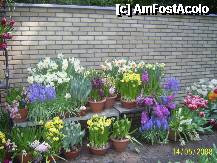 [P50] Olanda - Parcul Keukenhof » foto by popescu.borsa*
 - 
<span class="allrVoted glyphicon glyphicon-heart hidden" id="av195064"></span>
<a class="m-l-10 hidden" id="sv195064" onclick="voting_Foto_DelVot(,195064,8128)" role="button">șterge vot <span class="glyphicon glyphicon-remove"></span></a>
<a id="v9195064" class=" c-red"  onclick="voting_Foto_SetVot(195064)" role="button"><span class="glyphicon glyphicon-heart-empty"></span> <b>LIKE</b> = Votează poza</a> <img class="hidden"  id="f195064W9" src="/imagini/loader.gif" border="0" /><span class="AjErrMes hidden" id="e195064ErM"></span>