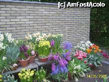 [P51] Olanda - Parcul Keukenhof » foto by popescu.borsa*
 - 
<span class="allrVoted glyphicon glyphicon-heart hidden" id="av195065"></span>
<a class="m-l-10 hidden" id="sv195065" onclick="voting_Foto_DelVot(,195065,8128)" role="button">șterge vot <span class="glyphicon glyphicon-remove"></span></a>
<a id="v9195065" class=" c-red"  onclick="voting_Foto_SetVot(195065)" role="button"><span class="glyphicon glyphicon-heart-empty"></span> <b>LIKE</b> = Votează poza</a> <img class="hidden"  id="f195065W9" src="/imagini/loader.gif" border="0" /><span class="AjErrMes hidden" id="e195065ErM"></span>