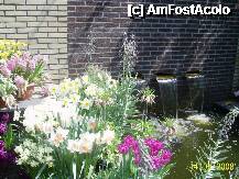 [P52] Olanda - Parcul Keukenhof » foto by popescu.borsa*
 - 
<span class="allrVoted glyphicon glyphicon-heart hidden" id="av195066"></span>
<a class="m-l-10 hidden" id="sv195066" onclick="voting_Foto_DelVot(,195066,8128)" role="button">șterge vot <span class="glyphicon glyphicon-remove"></span></a>
<a id="v9195066" class=" c-red"  onclick="voting_Foto_SetVot(195066)" role="button"><span class="glyphicon glyphicon-heart-empty"></span> <b>LIKE</b> = Votează poza</a> <img class="hidden"  id="f195066W9" src="/imagini/loader.gif" border="0" /><span class="AjErrMes hidden" id="e195066ErM"></span>