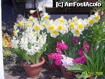 [P54] Olanda - Parcul Keukenhof » foto by popescu.borsa*
 - 
<span class="allrVoted glyphicon glyphicon-heart hidden" id="av195069"></span>
<a class="m-l-10 hidden" id="sv195069" onclick="voting_Foto_DelVot(,195069,8128)" role="button">șterge vot <span class="glyphicon glyphicon-remove"></span></a>
<a id="v9195069" class=" c-red"  onclick="voting_Foto_SetVot(195069)" role="button"><span class="glyphicon glyphicon-heart-empty"></span> <b>LIKE</b> = Votează poza</a> <img class="hidden"  id="f195069W9" src="/imagini/loader.gif" border="0" /><span class="AjErrMes hidden" id="e195069ErM"></span>