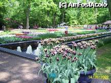 [P59] Olanda - Parcul Keukenhof » foto by popescu.borsa*
 - 
<span class="allrVoted glyphicon glyphicon-heart hidden" id="av195075"></span>
<a class="m-l-10 hidden" id="sv195075" onclick="voting_Foto_DelVot(,195075,8128)" role="button">șterge vot <span class="glyphicon glyphicon-remove"></span></a>
<a id="v9195075" class=" c-red"  onclick="voting_Foto_SetVot(195075)" role="button"><span class="glyphicon glyphicon-heart-empty"></span> <b>LIKE</b> = Votează poza</a> <img class="hidden"  id="f195075W9" src="/imagini/loader.gif" border="0" /><span class="AjErrMes hidden" id="e195075ErM"></span>