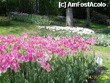[P06] Olanda - Parcul Keukenhof » foto by popescu.borsa*
 - 
<span class="allrVoted glyphicon glyphicon-heart hidden" id="av195018"></span>
<a class="m-l-10 hidden" id="sv195018" onclick="voting_Foto_DelVot(,195018,8128)" role="button">șterge vot <span class="glyphicon glyphicon-remove"></span></a>
<a id="v9195018" class=" c-red"  onclick="voting_Foto_SetVot(195018)" role="button"><span class="glyphicon glyphicon-heart-empty"></span> <b>LIKE</b> = Votează poza</a> <img class="hidden"  id="f195018W9" src="/imagini/loader.gif" border="0" /><span class="AjErrMes hidden" id="e195018ErM"></span>