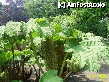 [P62] Olanda - Parcul Keukenhof » foto by popescu.borsa*
 - 
<span class="allrVoted glyphicon glyphicon-heart hidden" id="av195078"></span>
<a class="m-l-10 hidden" id="sv195078" onclick="voting_Foto_DelVot(,195078,8128)" role="button">șterge vot <span class="glyphicon glyphicon-remove"></span></a>
<a id="v9195078" class=" c-red"  onclick="voting_Foto_SetVot(195078)" role="button"><span class="glyphicon glyphicon-heart-empty"></span> <b>LIKE</b> = Votează poza</a> <img class="hidden"  id="f195078W9" src="/imagini/loader.gif" border="0" /><span class="AjErrMes hidden" id="e195078ErM"></span>