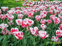 [P08] Olanda - Parcul Keukenhof » foto by popescu.borsa*
 - 
<span class="allrVoted glyphicon glyphicon-heart hidden" id="av195020"></span>
<a class="m-l-10 hidden" id="sv195020" onclick="voting_Foto_DelVot(,195020,8128)" role="button">șterge vot <span class="glyphicon glyphicon-remove"></span></a>
<a id="v9195020" class=" c-red"  onclick="voting_Foto_SetVot(195020)" role="button"><span class="glyphicon glyphicon-heart-empty"></span> <b>LIKE</b> = Votează poza</a> <img class="hidden"  id="f195020W9" src="/imagini/loader.gif" border="0" /><span class="AjErrMes hidden" id="e195020ErM"></span>