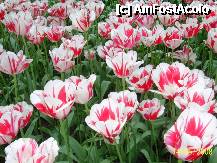 [P09] Olanda - Parcul Keukenhof » foto by popescu.borsa*
 - 
<span class="allrVoted glyphicon glyphicon-heart hidden" id="av195021"></span>
<a class="m-l-10 hidden" id="sv195021" onclick="voting_Foto_DelVot(,195021,8128)" role="button">șterge vot <span class="glyphicon glyphicon-remove"></span></a>
<a id="v9195021" class=" c-red"  onclick="voting_Foto_SetVot(195021)" role="button"><span class="glyphicon glyphicon-heart-empty"></span> <b>LIKE</b> = Votează poza</a> <img class="hidden"  id="f195021W9" src="/imagini/loader.gif" border="0" /><span class="AjErrMes hidden" id="e195021ErM"></span>