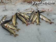 [P09] sint frumoase..dar sa vezi ce gustoase.. » foto by lalita21
 - 
<span class="allrVoted glyphicon glyphicon-heart hidden" id="av185671"></span>
<a class="m-l-10 hidden" id="sv185671" onclick="voting_Foto_DelVot(,185671,8128)" role="button">șterge vot <span class="glyphicon glyphicon-remove"></span></a>
<a id="v9185671" class=" c-red"  onclick="voting_Foto_SetVot(185671)" role="button"><span class="glyphicon glyphicon-heart-empty"></span> <b>LIKE</b> = Votează poza</a> <img class="hidden"  id="f185671W9" src="/imagini/loader.gif" border="0" /><span class="AjErrMes hidden" id="e185671ErM"></span>