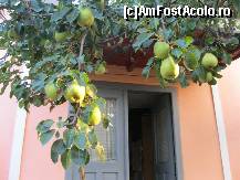 [P14] Cele mai dulci pere pe care le-am mancat vreodata » foto by bog68
 - 
<span class="allrVoted glyphicon glyphicon-heart hidden" id="av300334"></span>
<a class="m-l-10 hidden" id="sv300334" onclick="voting_Foto_DelVot(,300334,8128)" role="button">șterge vot <span class="glyphicon glyphicon-remove"></span></a>
<a id="v9300334" class=" c-red"  onclick="voting_Foto_SetVot(300334)" role="button"><span class="glyphicon glyphicon-heart-empty"></span> <b>LIKE</b> = Votează poza</a> <img class="hidden"  id="f300334W9" src="/imagini/loader.gif" border="0" /><span class="AjErrMes hidden" id="e300334ErM"></span>