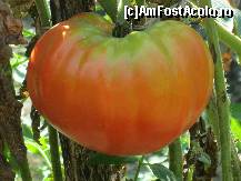 [P17] De ce aici au gustul altfel? » foto by bog68
 - 
<span class="allrVoted glyphicon glyphicon-heart hidden" id="av300344"></span>
<a class="m-l-10 hidden" id="sv300344" onclick="voting_Foto_DelVot(,300344,8128)" role="button">șterge vot <span class="glyphicon glyphicon-remove"></span></a>
<a id="v9300344" class=" c-red"  onclick="voting_Foto_SetVot(300344)" role="button"><span class="glyphicon glyphicon-heart-empty"></span> <b>LIKE</b> = Votează poza</a> <img class="hidden"  id="f300344W9" src="/imagini/loader.gif" border="0" /><span class="AjErrMes hidden" id="e300344ErM"></span>