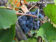 [P18] Strugurele unei vite de vie adusa din Grecia si plantata in 1948 » foto by bog68
 - 
<span class="allrVoted glyphicon glyphicon-heart hidden" id="av300346"></span>
<a class="m-l-10 hidden" id="sv300346" onclick="voting_Foto_DelVot(,300346,8128)" role="button">șterge vot <span class="glyphicon glyphicon-remove"></span></a>
<a id="v9300346" class=" c-red"  onclick="voting_Foto_SetVot(300346)" role="button"><span class="glyphicon glyphicon-heart-empty"></span> <b>LIKE</b> = Votează poza</a> <img class="hidden"  id="f300346W9" src="/imagini/loader.gif" border="0" /><span class="AjErrMes hidden" id="e300346ErM"></span>