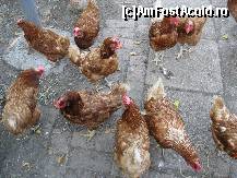 [P22] Hora gainilor » foto by bog68
 - 
<span class="allrVoted glyphicon glyphicon-heart hidden" id="av300350"></span>
<a class="m-l-10 hidden" id="sv300350" onclick="voting_Foto_DelVot(,300350,8128)" role="button">șterge vot <span class="glyphicon glyphicon-remove"></span></a>
<a id="v9300350" class=" c-red"  onclick="voting_Foto_SetVot(300350)" role="button"><span class="glyphicon glyphicon-heart-empty"></span> <b>LIKE</b> = Votează poza</a> <img class="hidden"  id="f300350W9" src="/imagini/loader.gif" border="0" /><span class="AjErrMes hidden" id="e300350ErM"></span>